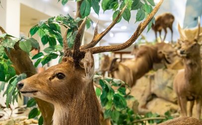 Festetics Castle - Hunting Exhibitions