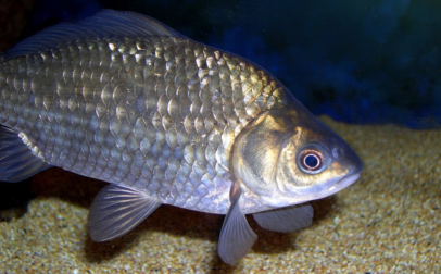 Kedvencünk balatoni halak aquariuma a Balatoni Múzeum emeletén