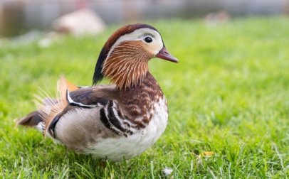 Festetics Castle - Palm House and Bird Park