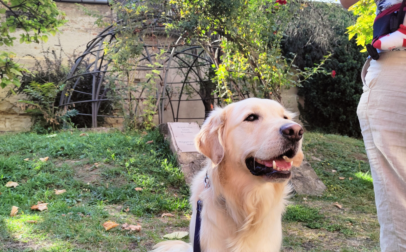 Kutyával még jobbak a belvárosi séták