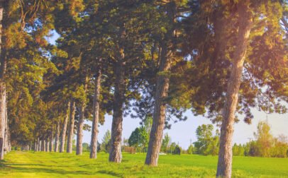 Keszthely - Szabadidő - Olvass a (Fa)sorok között!