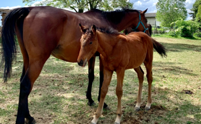 Keszthely - Szabadidő - Séta az allén csikósimogatással